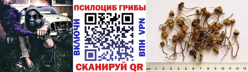 купить   Багратионовск  Псилоцибиновые грибы прущие грибы 